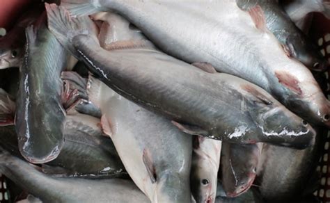Temerloh: Patin Capital of Malaysia .